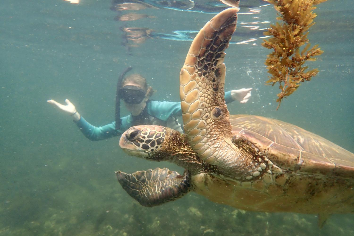 一名<a href='http://j7h4.ngskmc-eis.net'>博彩网址大全</a>学生在Galápagos群岛游学途中与一只巨龟游泳.